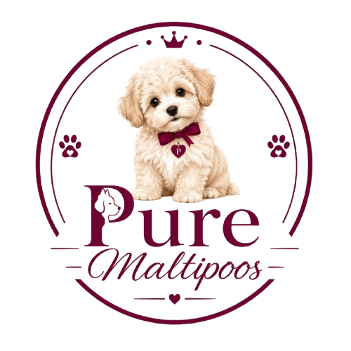 Pure maltipoos Puppies For Adoption