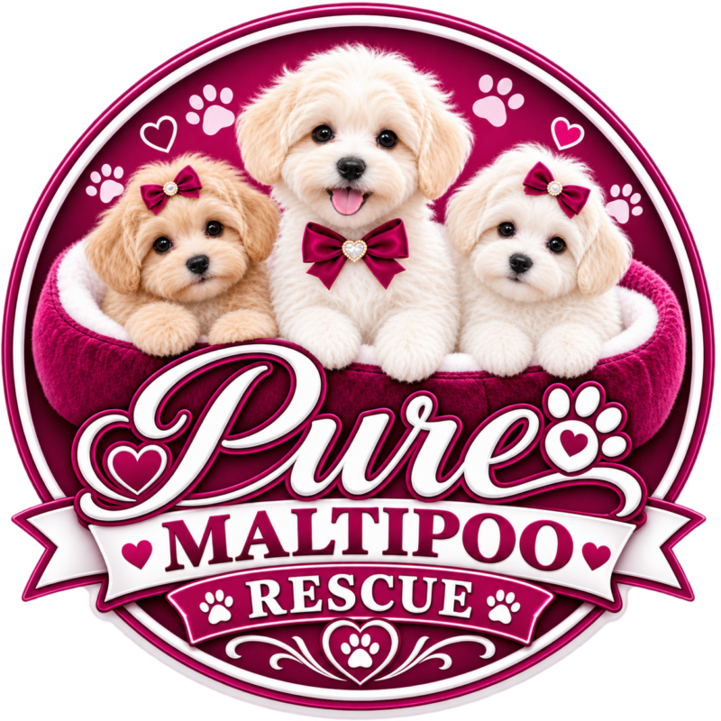 Pure Maltipoo Rescue Puppies For Adoption