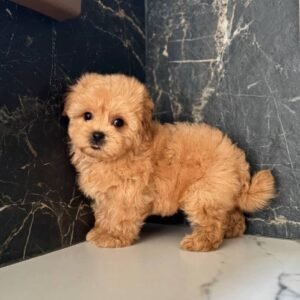 Bruno