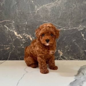 Cooper