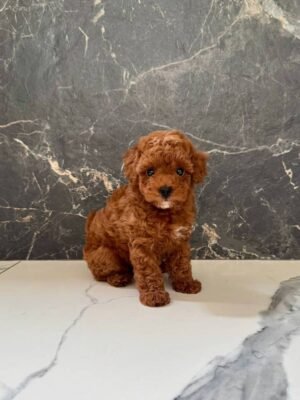 Cooper