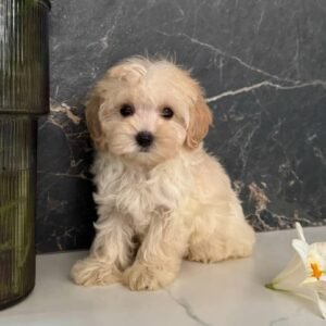 Teddy