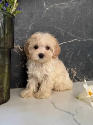 Teddy